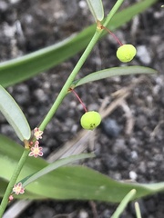 Phyllanthus virgatus