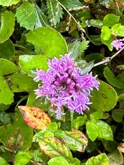 Centratherum punctatum