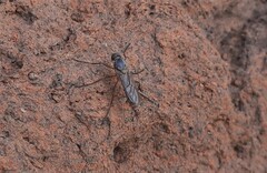 Chiromyzinae