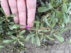 Sesuvium portulacastrum