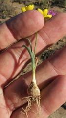 Ornithogalum rupestre