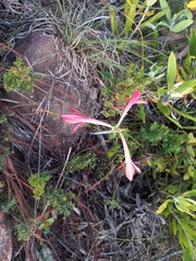 Cyrtanthus fergusoniae