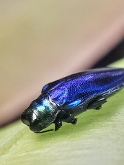 Endelus cupido