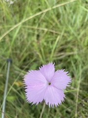 Dianthus mooiensis