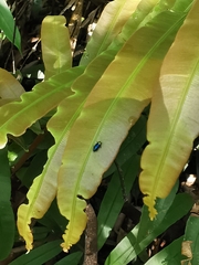 Endelus cupido