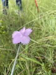 Dianthus mooiensis