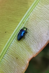 Endelus cupido
