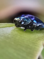 Endelus cupido