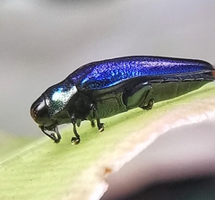 Endelus cupido