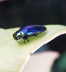 Endelus cupido