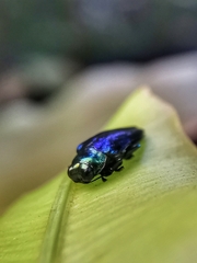 Endelus cupido