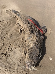 Arctocephalus australis