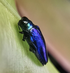 Endelus cupido