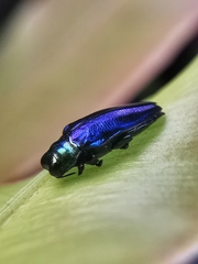 Endelus cupido