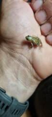 Cacosternum boettgeri