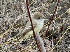 Myiarchus magnirostris