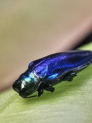 Endelus cupido