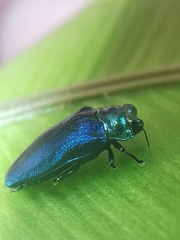 Endelus cupido