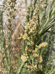 Erigeron bonariensis