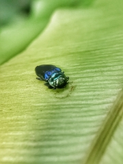 Endelus cupido