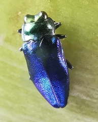Endelus cupido