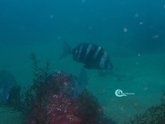 Diplodus cervinus