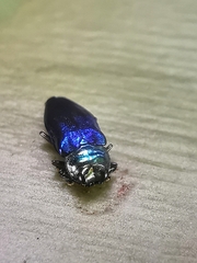 Endelus cupido