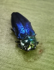 Endelus cupido