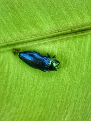 Endelus cupido