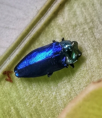 Endelus cupido