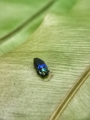 Endelus cupido
