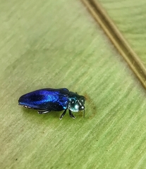 Endelus cupido
