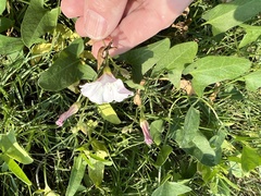 Convolvulus arvensis