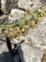 Erigeron bonariensis