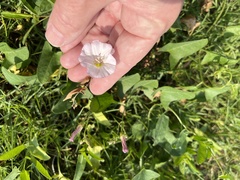 Convolvulus arvensis