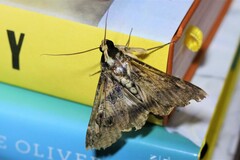 Sphingomorpha chlorea