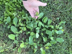Convolvulus arvensis