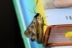 Sphingomorpha chlorea