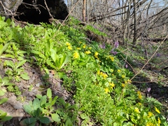 Ficaria verna calthifolia