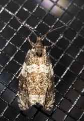 Olethreutes fasciatana
