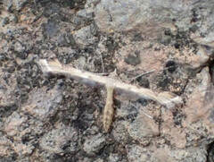 Stenoptilodes taprobanes