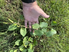Convolvulus arvensis
