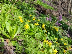 Ficaria verna calthifolia