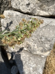 Erigeron bonariensis