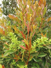 Gaiadendron punctatum