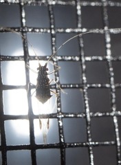 Microtechnites bractatus