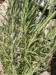 Erigeron bonariensis