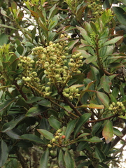 Gaiadendron punctatum