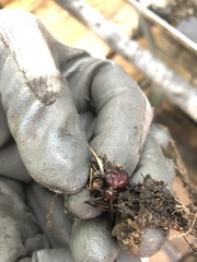 Steatoda nobilis