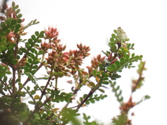 Weinmannia fagaroides